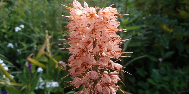 Eremurus x isabellinus 'Cleopatra'  Aed-rohtlaliilia